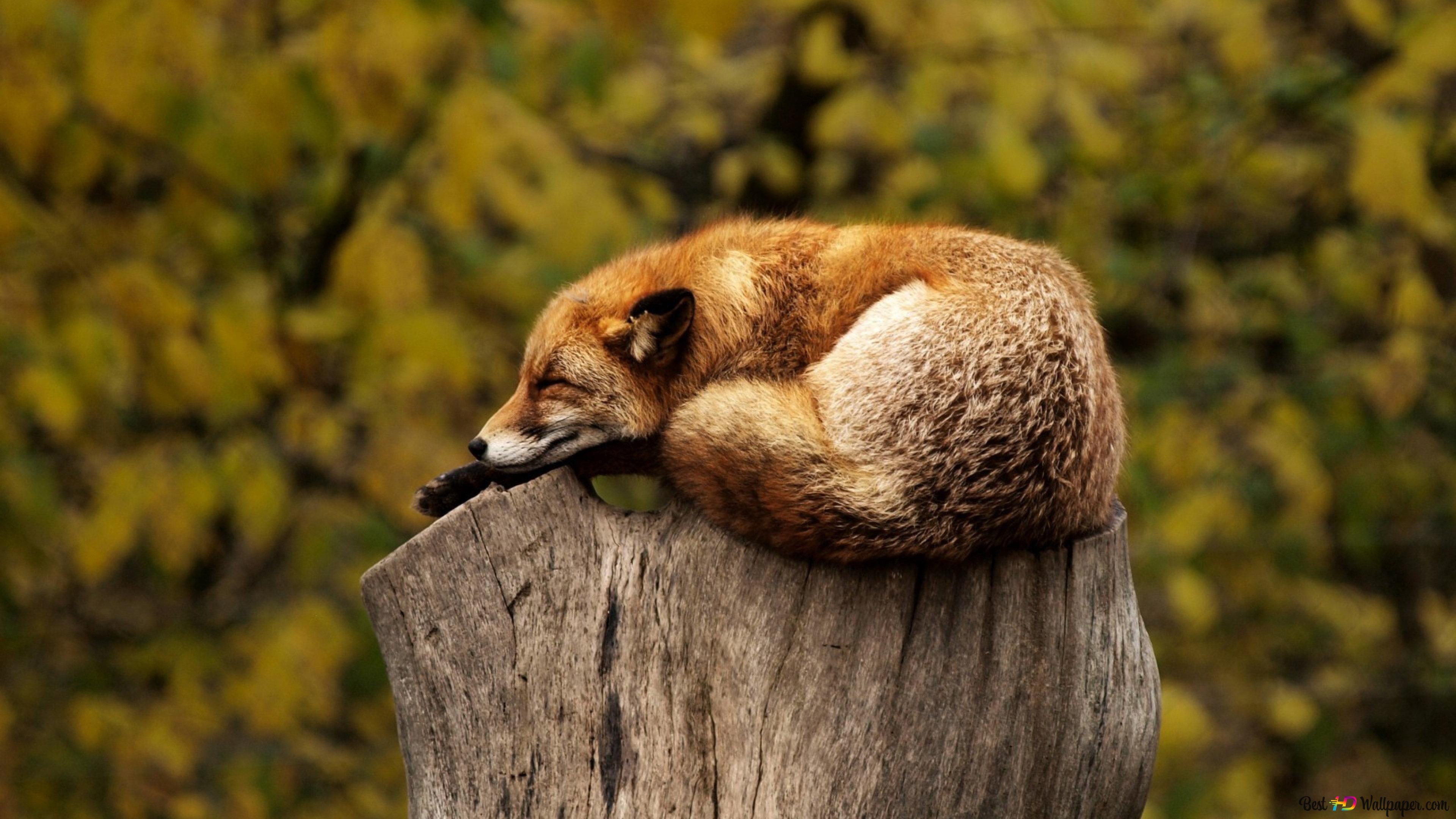 Sleeping Fox 4K wallpaper download