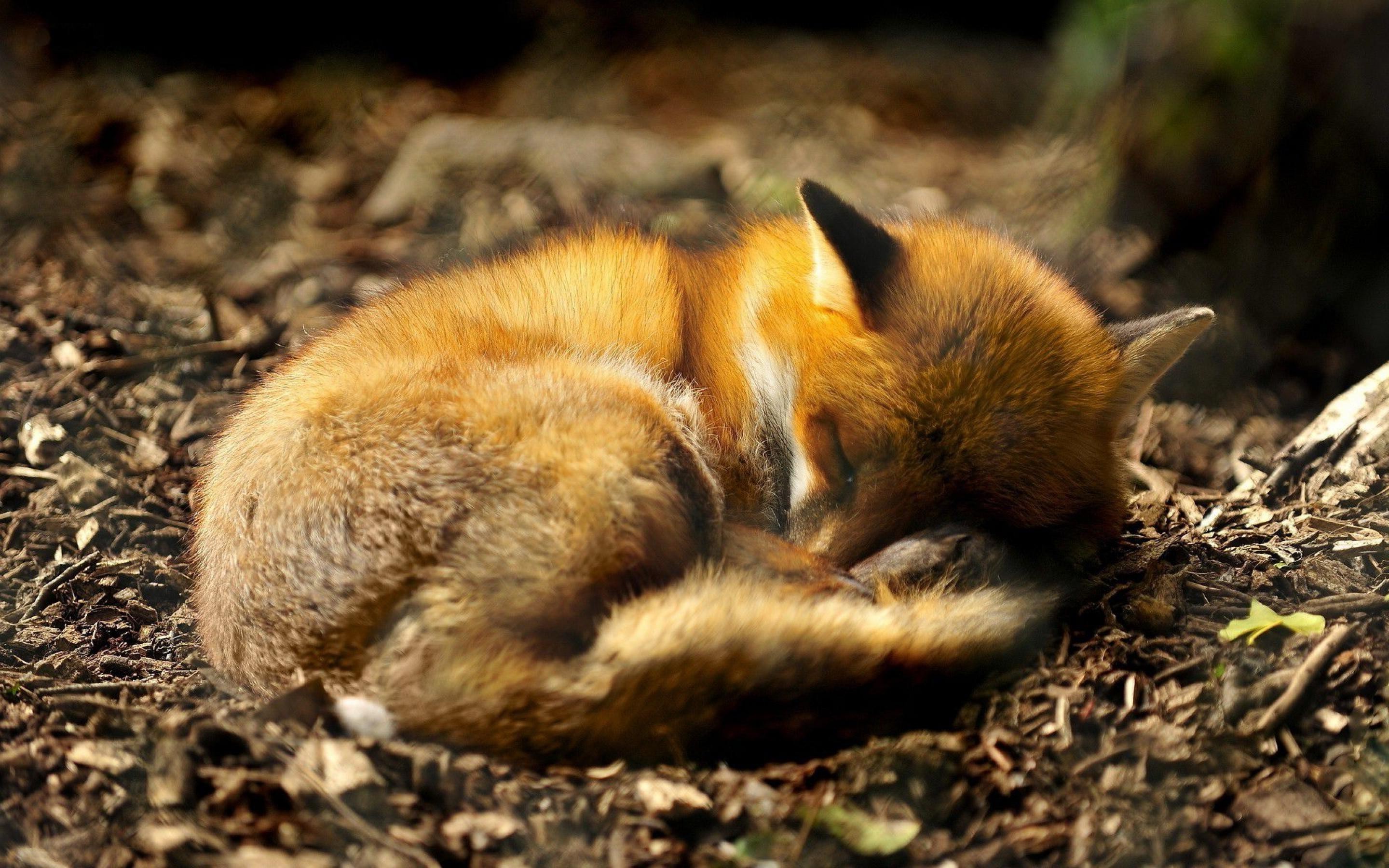 anime, Fox, Animals, Sleeping Wallpaper HD / Desktop and Mobile Background