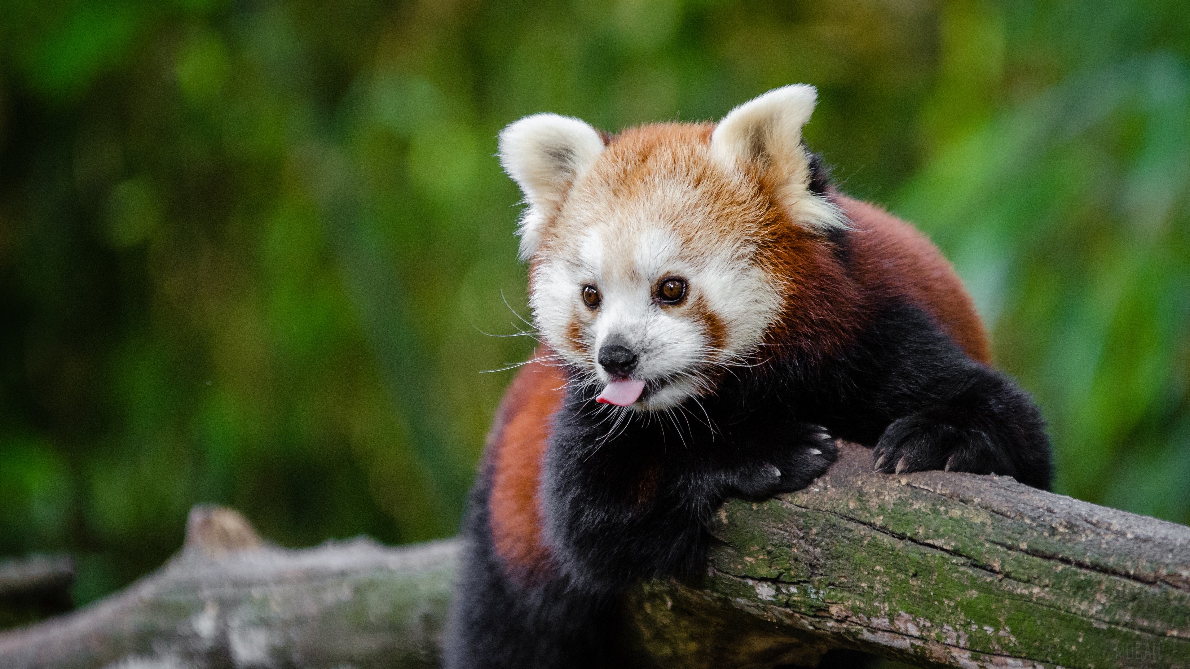 red panda, panda, tongue, funny 4k Gallery HD Wallpaper