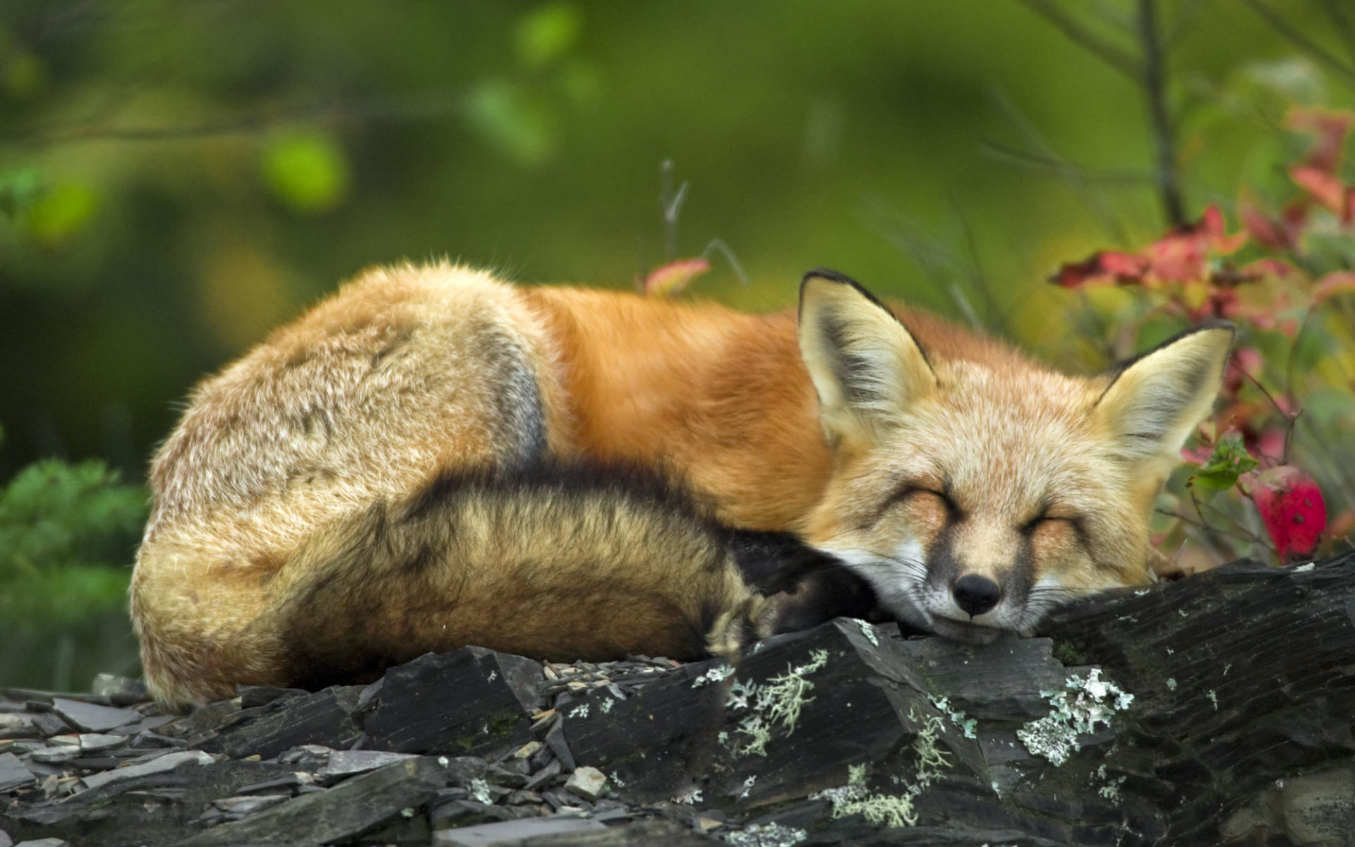 Sleeping Red Fox HD wallpaper