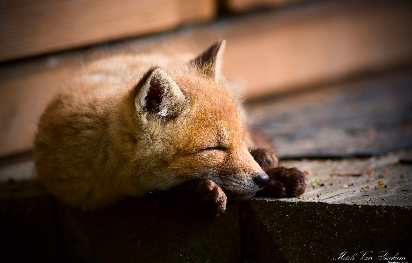 Wallpaper Fox, sleeping, Fox, Fox image for desktop, section животные