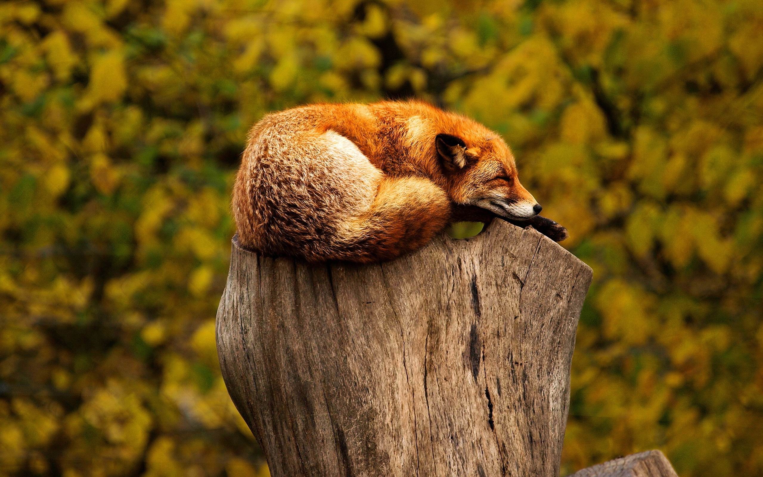 Sleeping Red Fox Animal Photo Wallpaper
