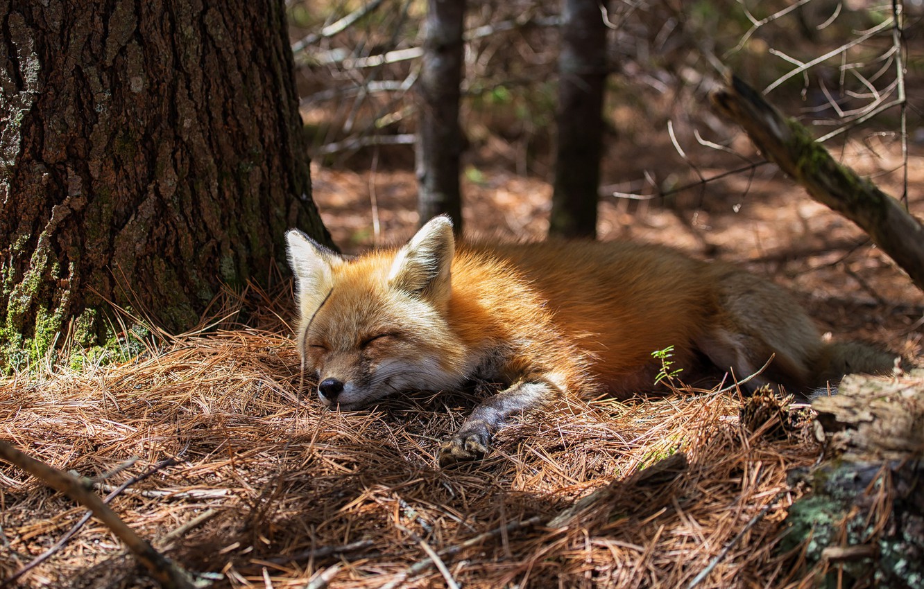 Wallpaper sleep, Fox, sleeping image for desktop, section животные