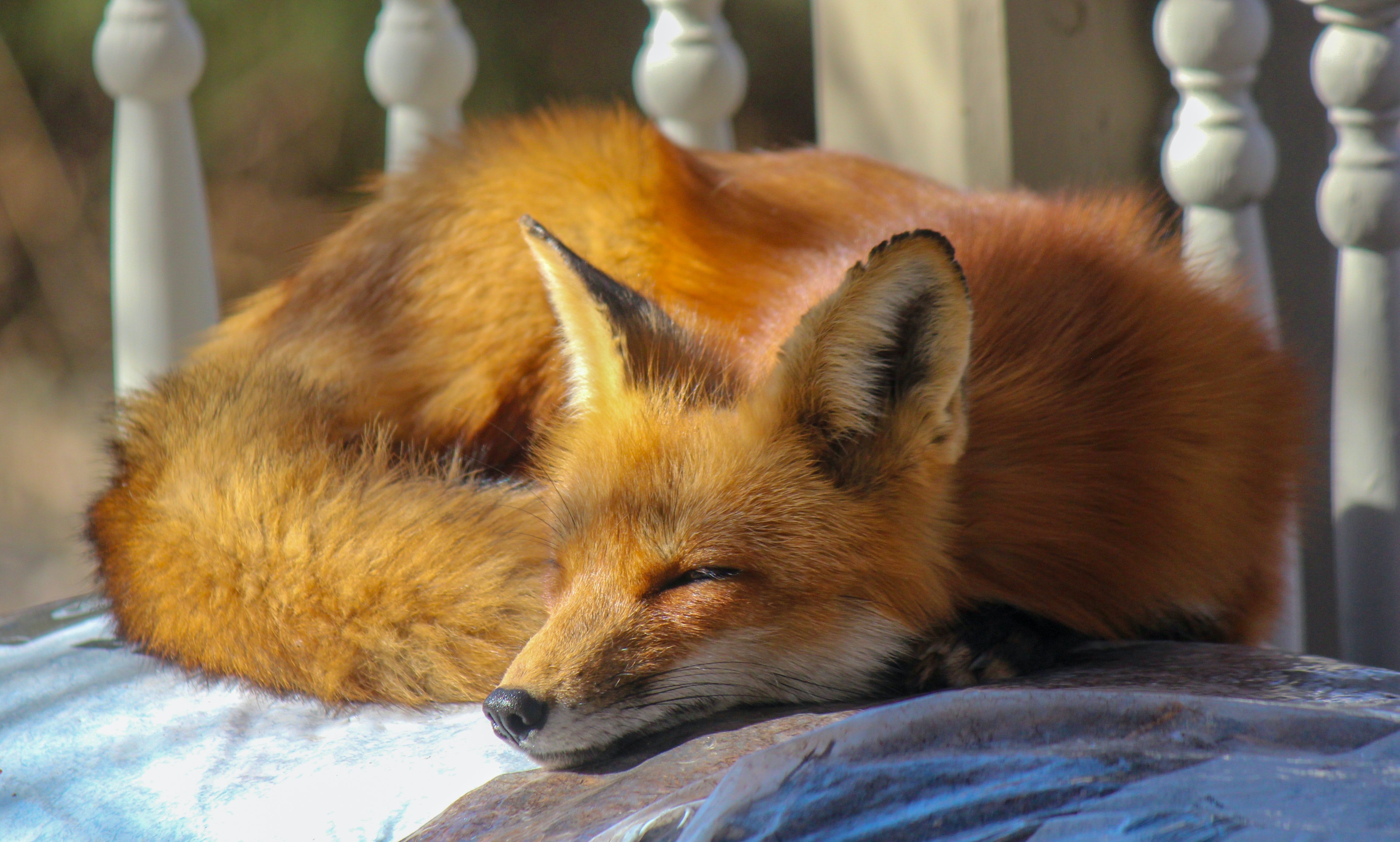Close Up Photo Of Sleeping Fox · Free