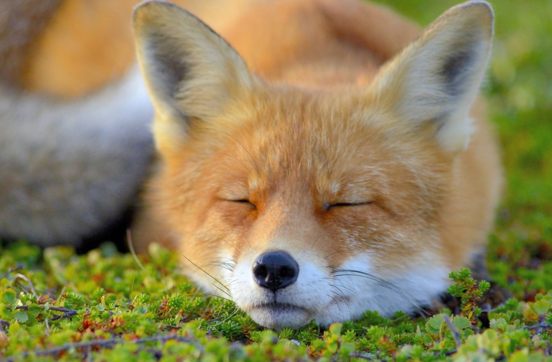 Download Sleeping Cute Fox Wallpaper