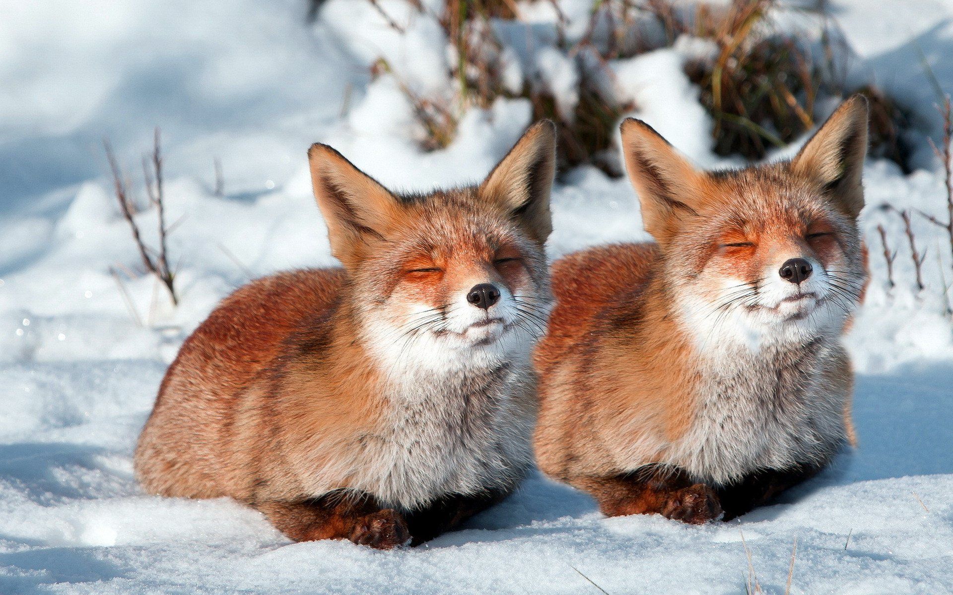 Fox Couple Sleeping In Snow HD Wallpaper. wallpaperpick.com. Fox, Fox facts, Pet birds