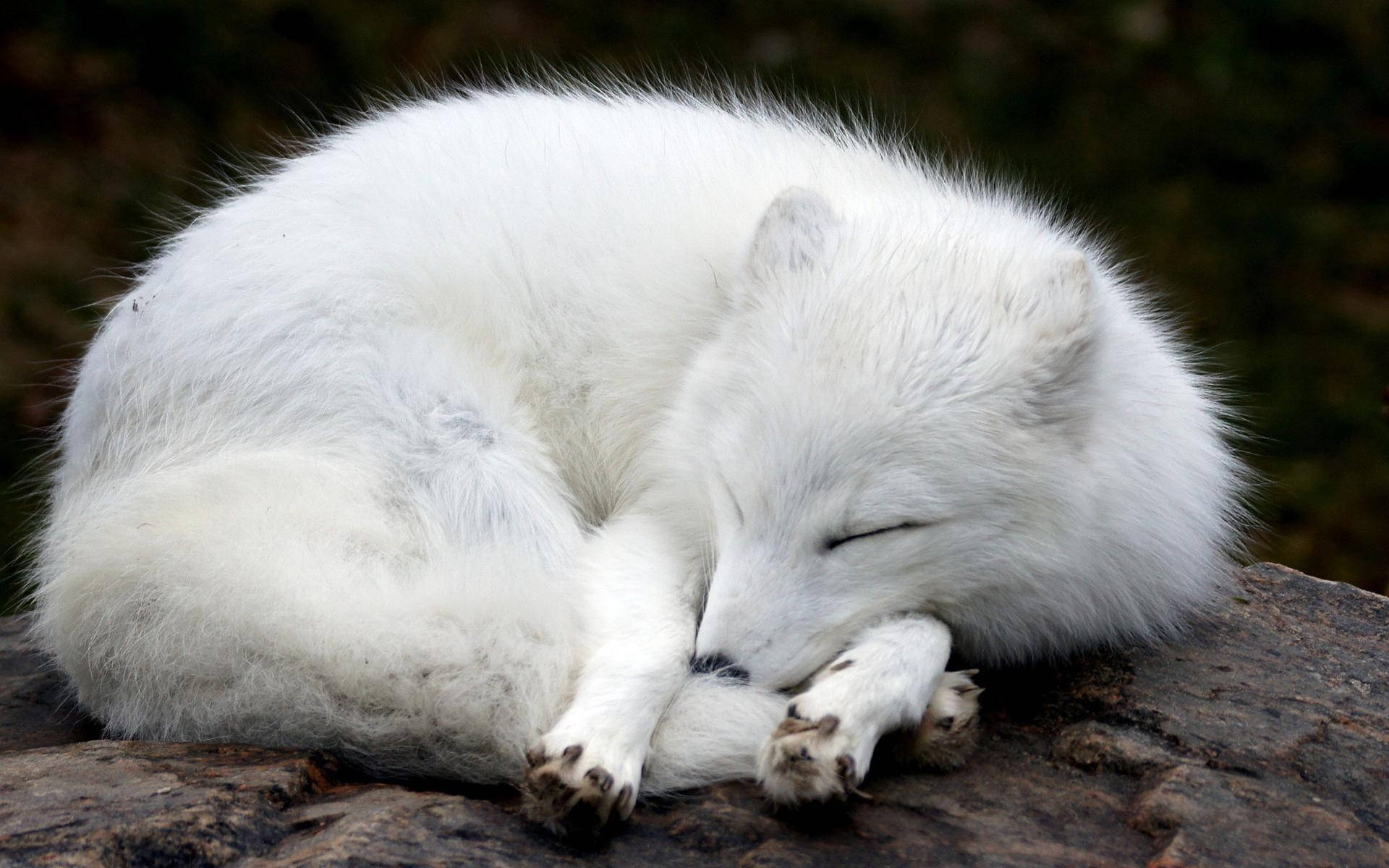 Download Cute Sleeping White Fox Wallpaper