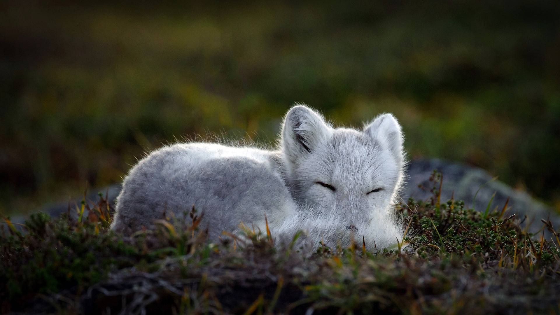 Sleeping Arctic fox