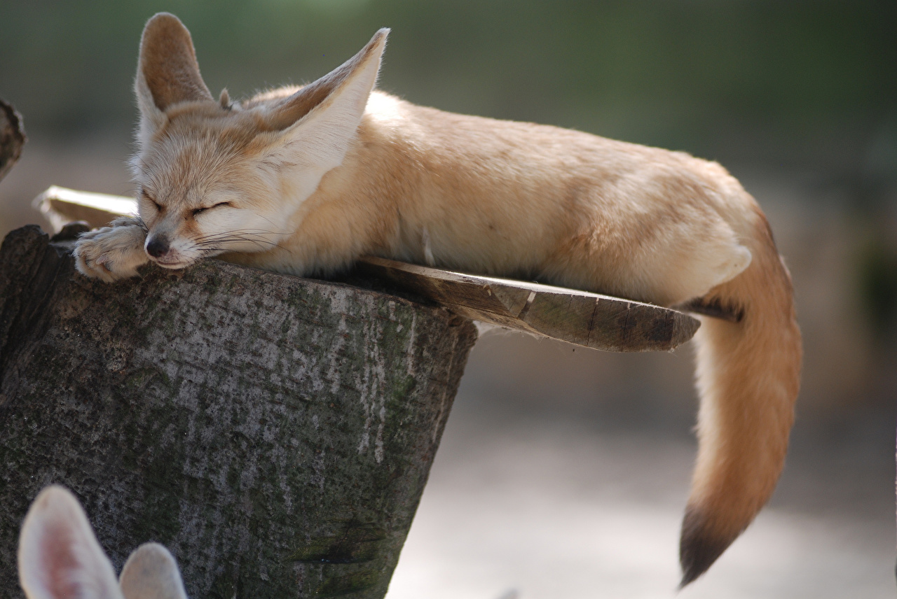 Image Foxes Fennec fox sleeping animal
