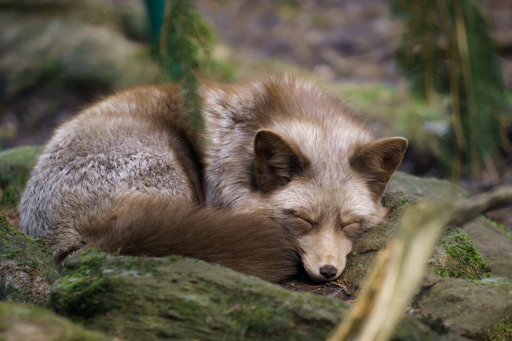 sleeping, fox, animals Gallery HD Wallpaper