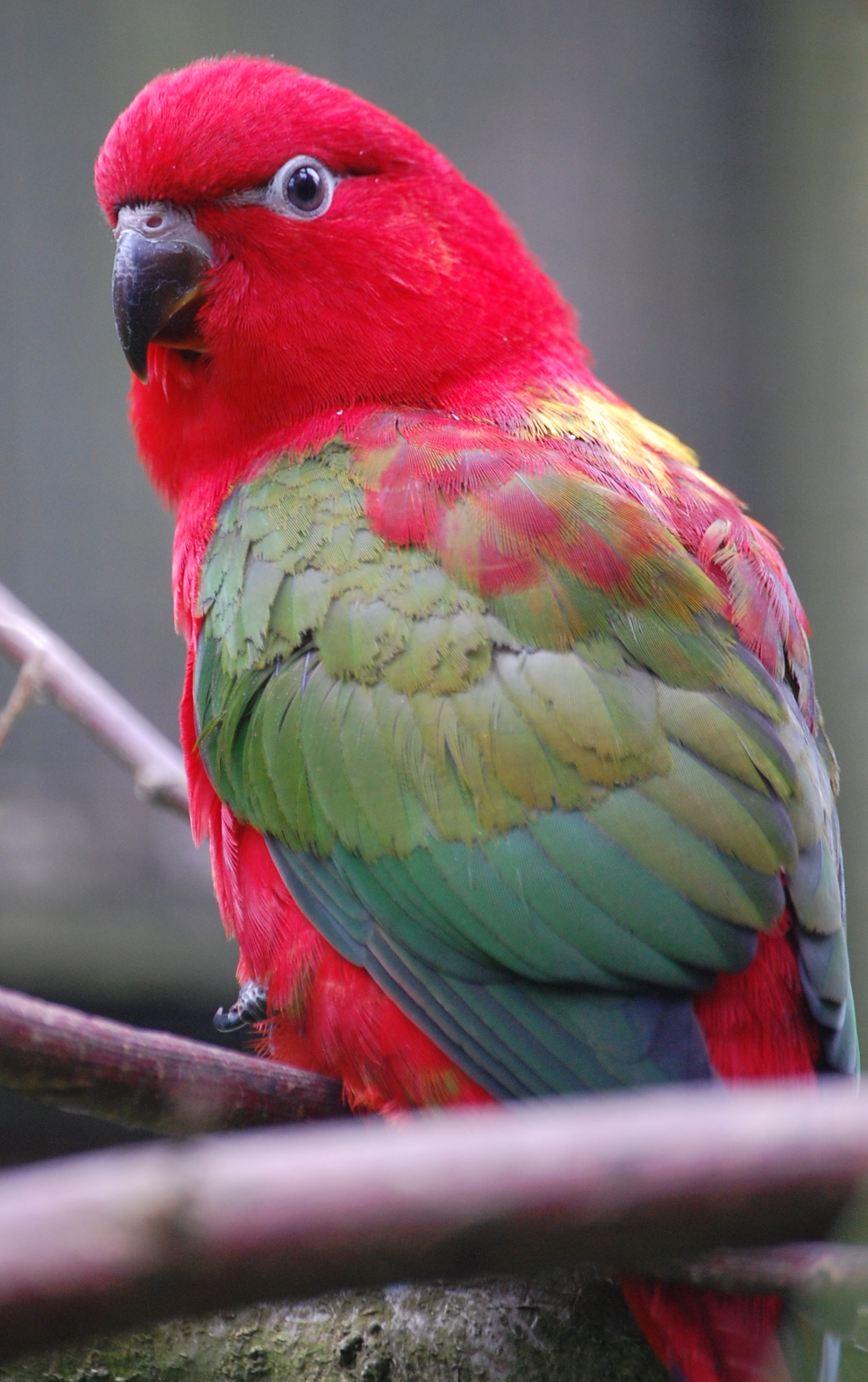 Chattering Lory Wallpapers - Wallpaper Cave