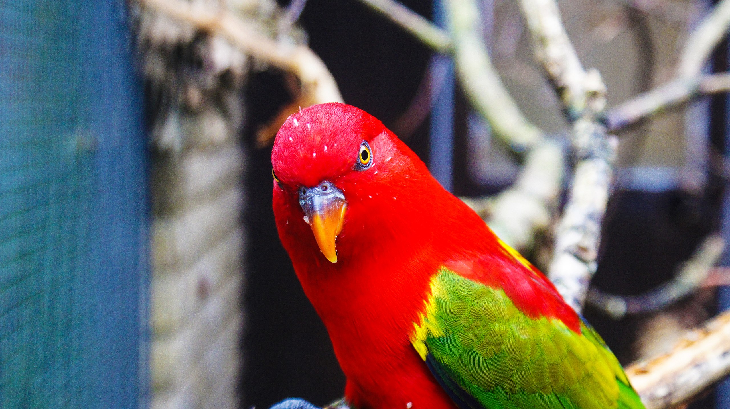 Chattering Lory Wallpapers - Wallpaper Cave