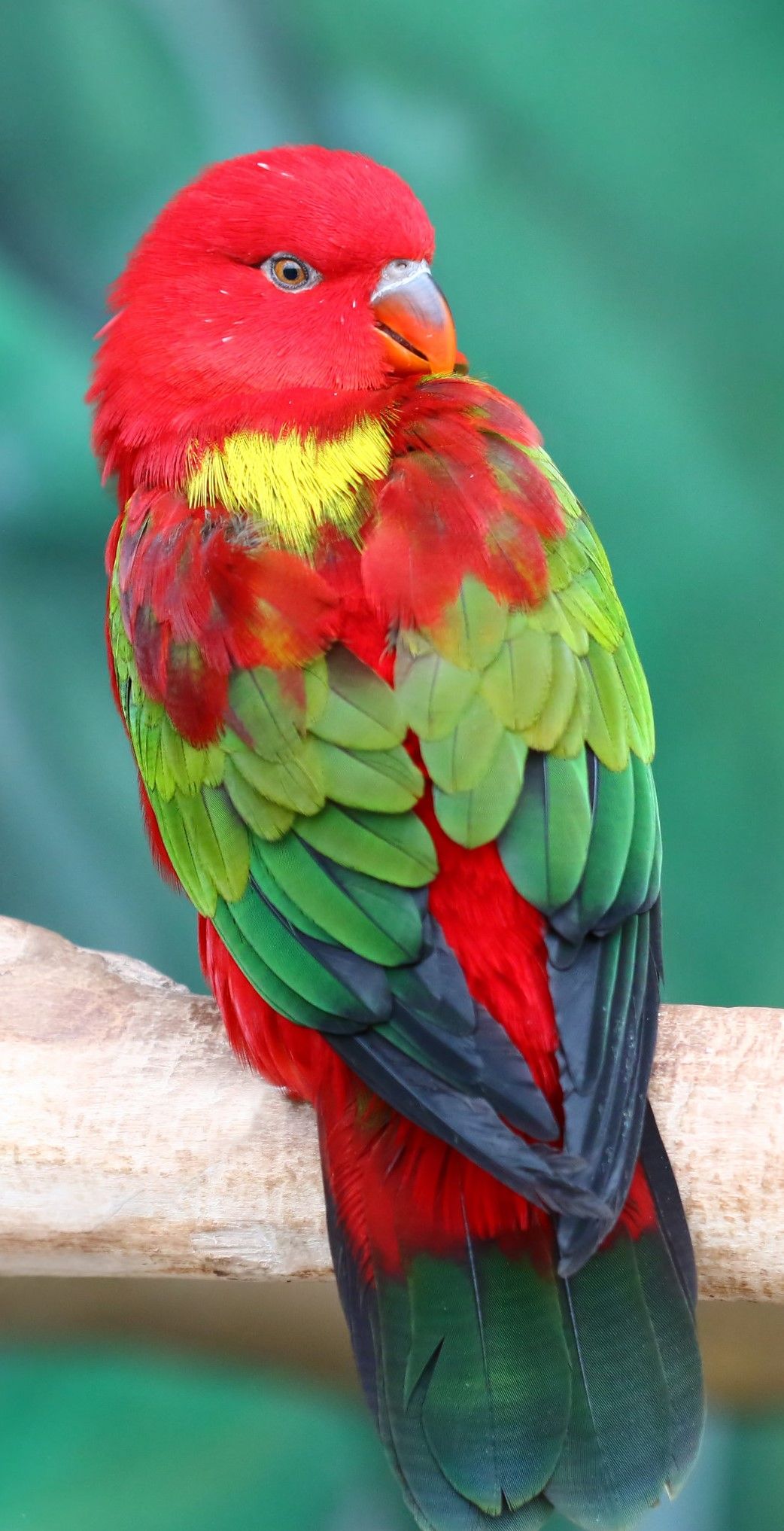Chattering Lory Wallpapers - Wallpaper Cave