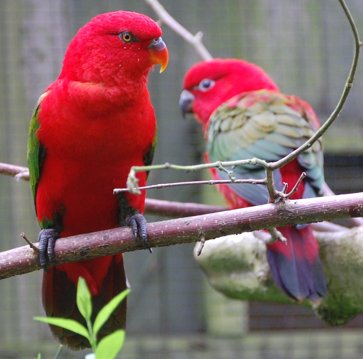 Chattering Lory Wallpapers - Wallpaper Cave