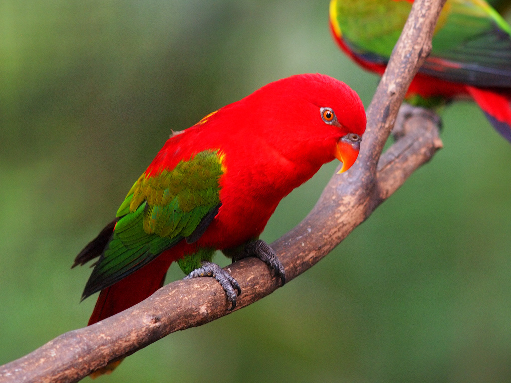 Chattering Lory Wallpapers - Wallpaper Cave