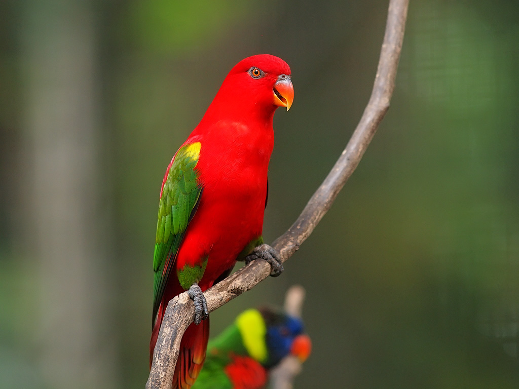 Chattering Lory Wallpapers - Wallpaper Cave