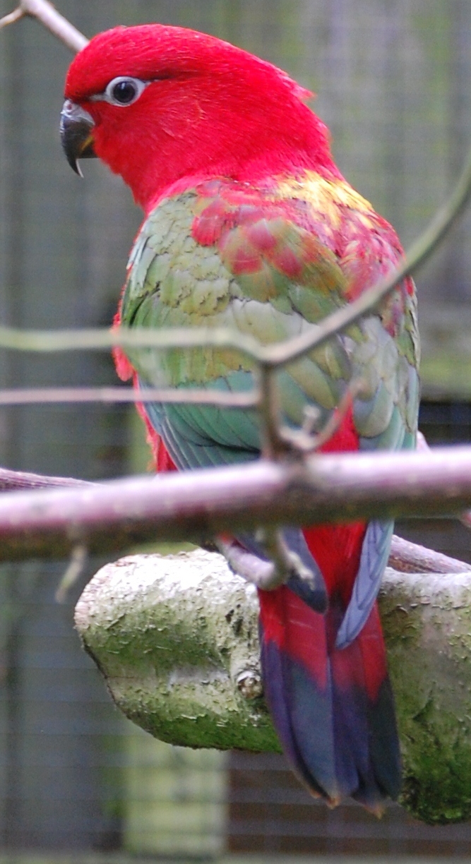 Chattering Lory Wallpapers - Wallpaper Cave