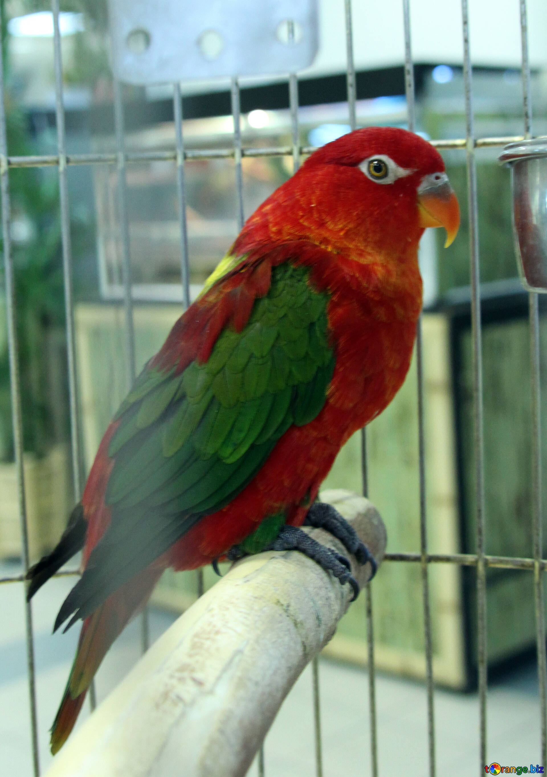 Chattering Lory Wallpapers - Wallpaper Cave