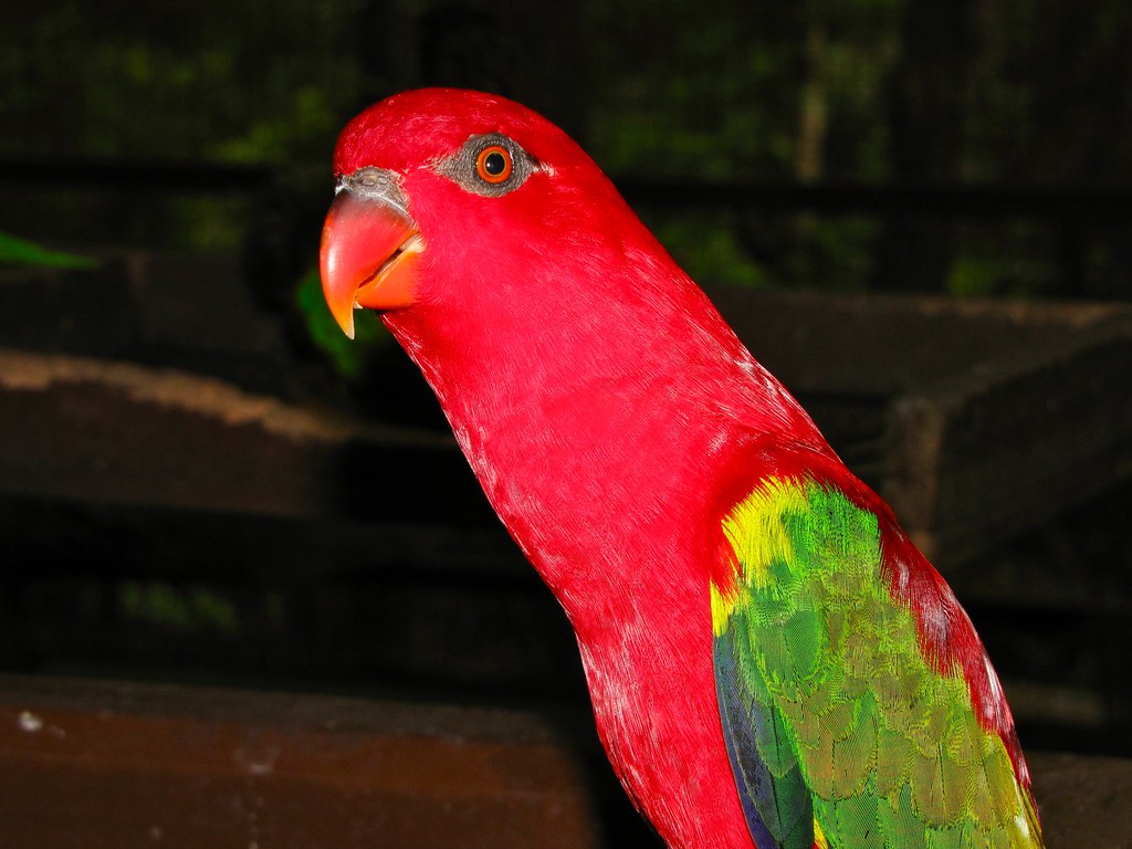 Chattering Lory Wallpapers - Wallpaper Cave