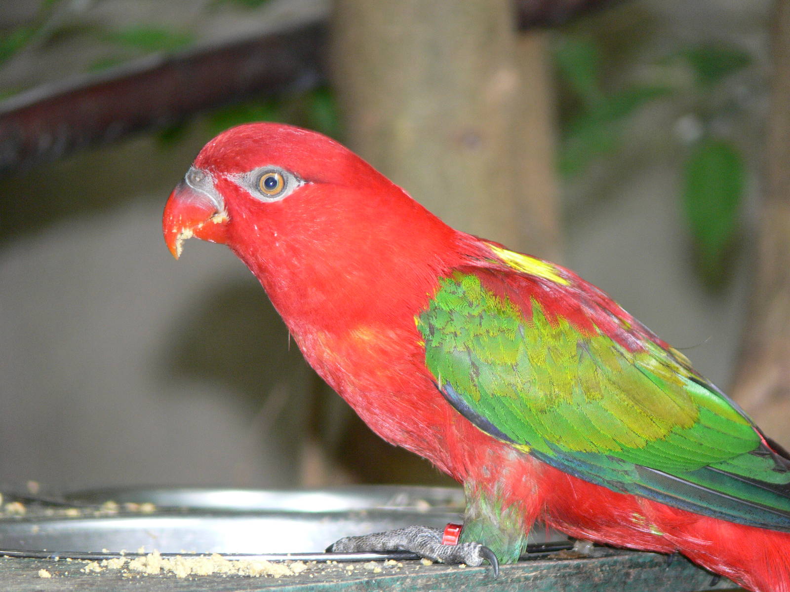 Chattering Lory Wallpapers - Wallpaper Cave