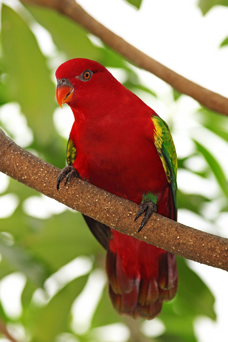 Chattering Lory Wallpapers - Wallpaper Cave