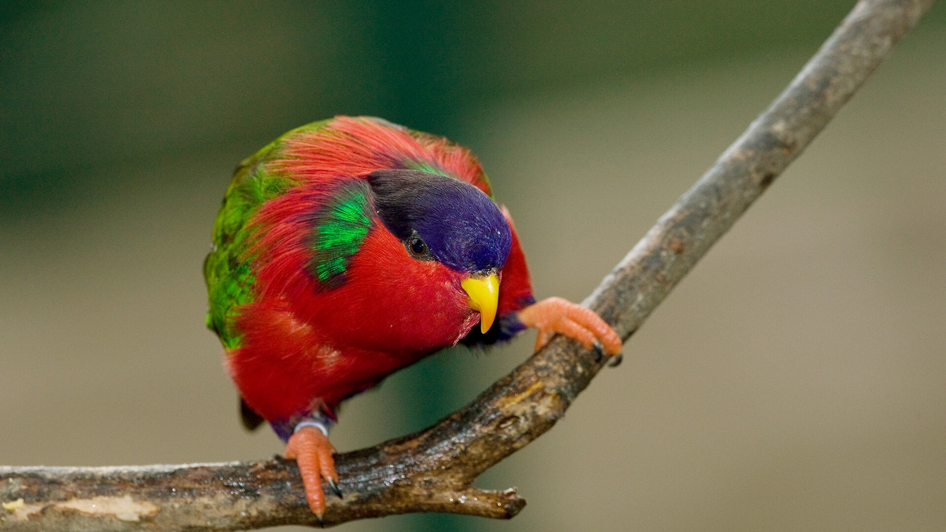 Chattering Lory Wallpapers - Wallpaper Cave