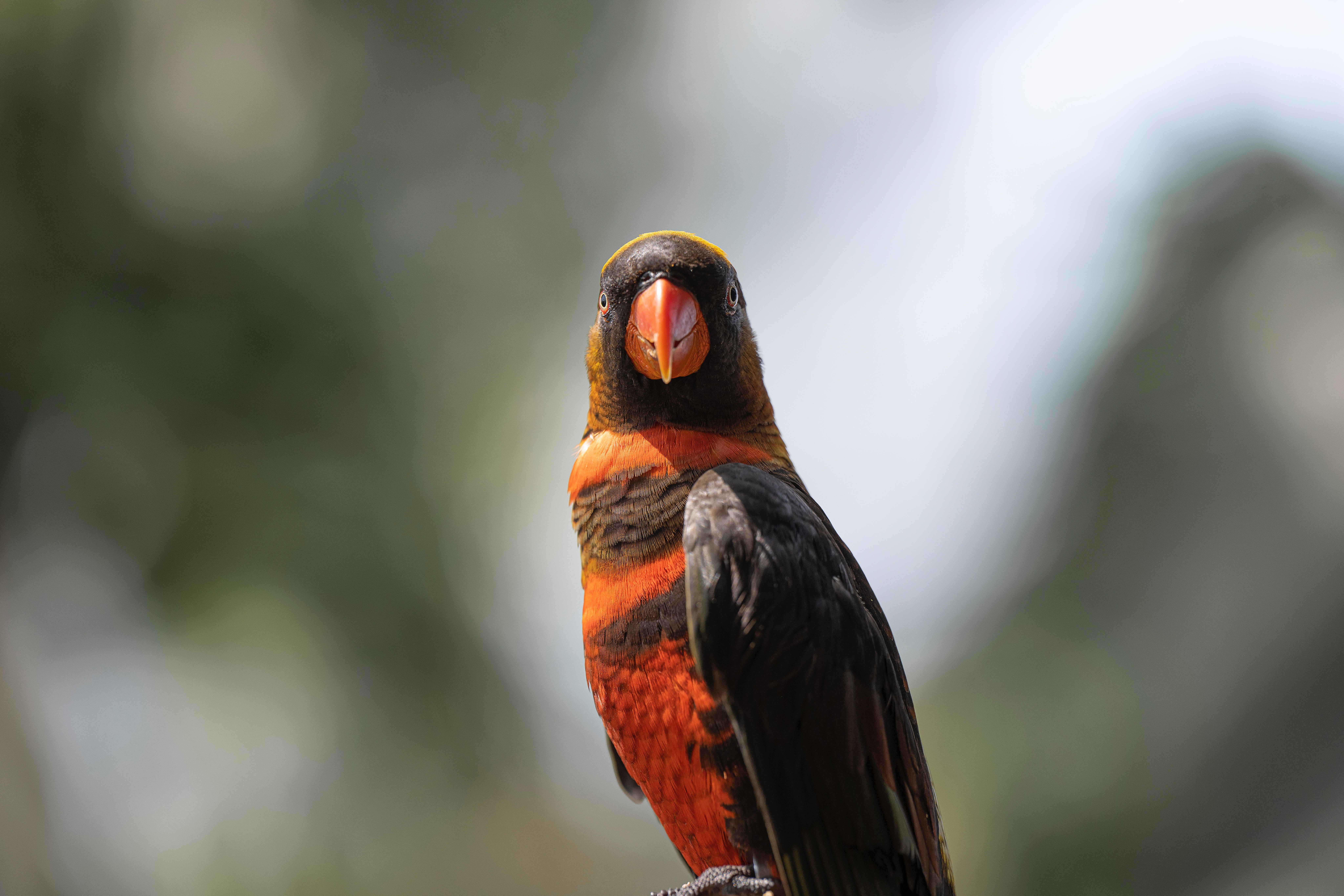 Selective Focus of a Dusky Lory Parrot · Free