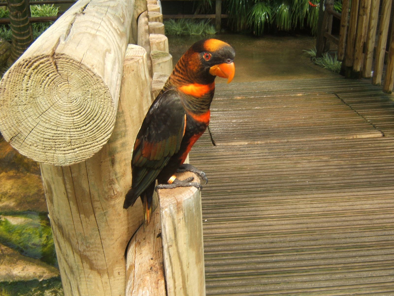 Wallpaper, 1, 1600x1200 px, bird, lory, parrot, tropical 1600x1200