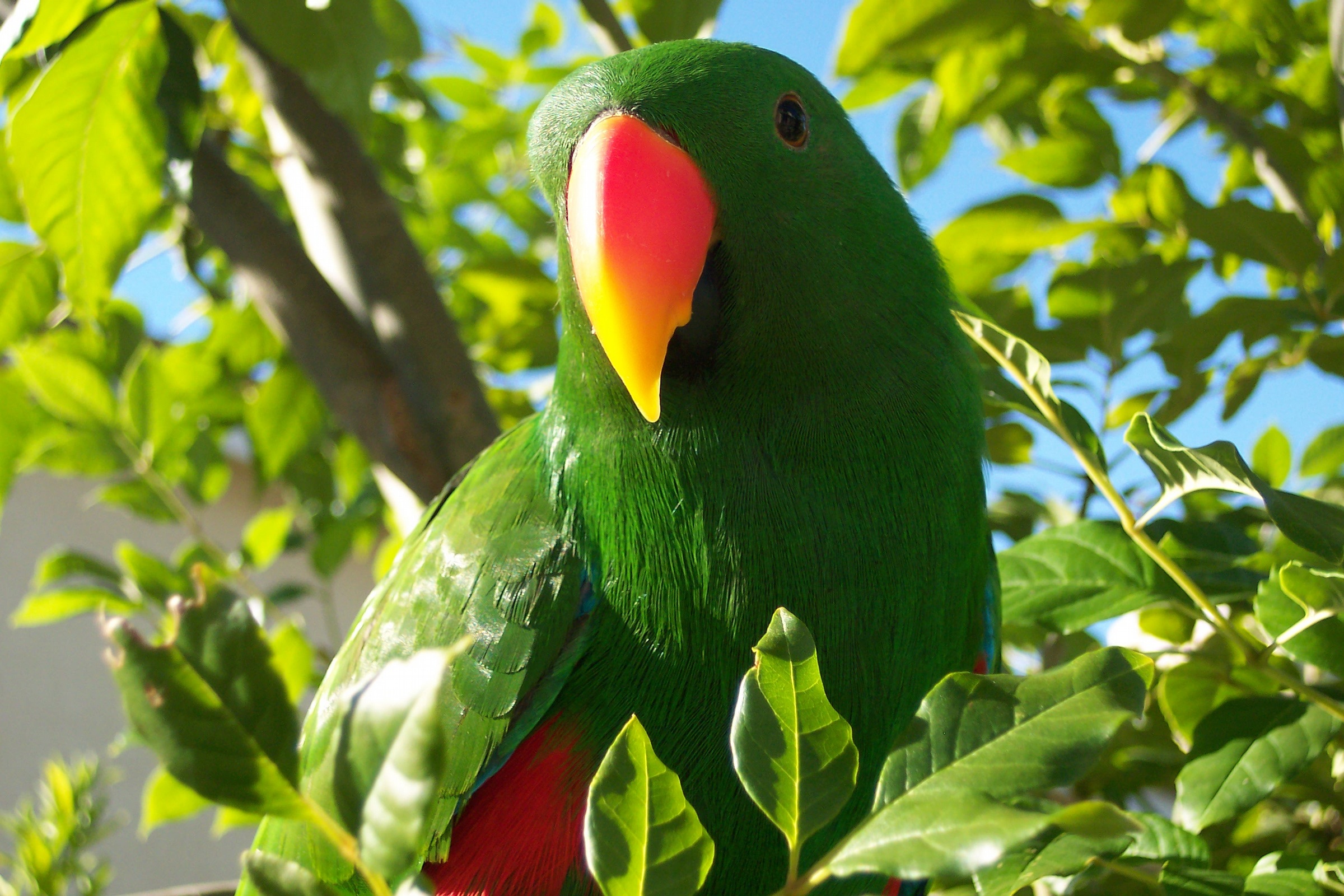 Eclectus Parrot HD Wallpaper: Vibrant
