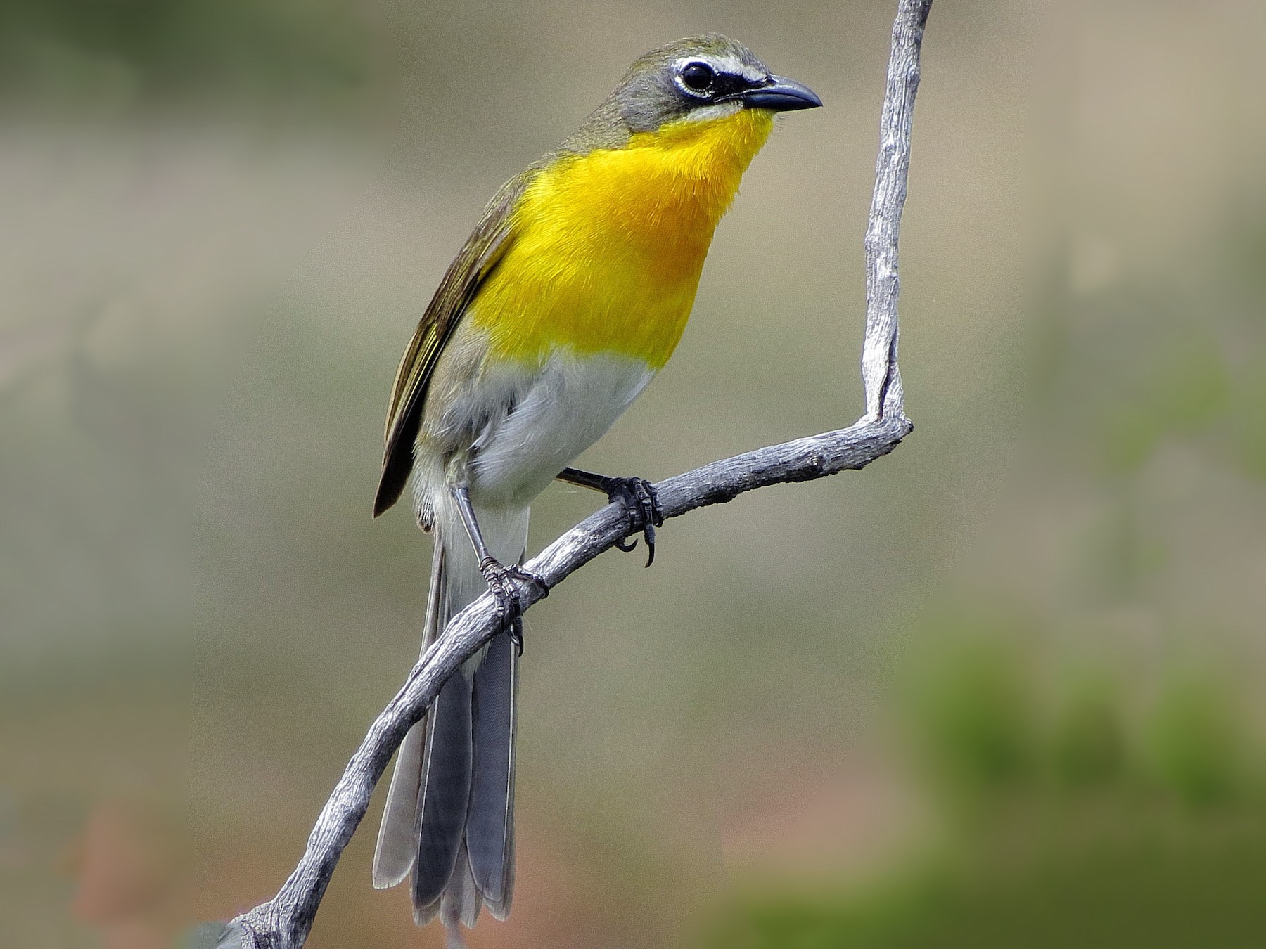Yellow Breasted Chat