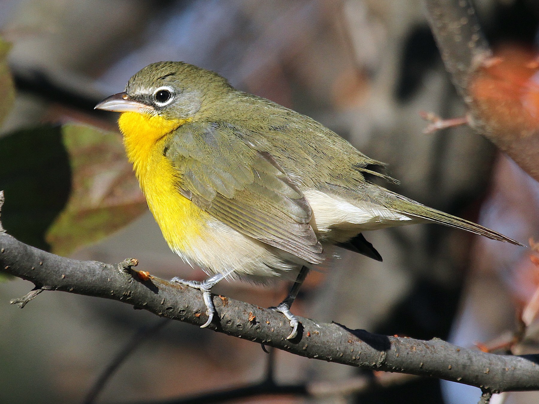 Yellow Breasted Chat