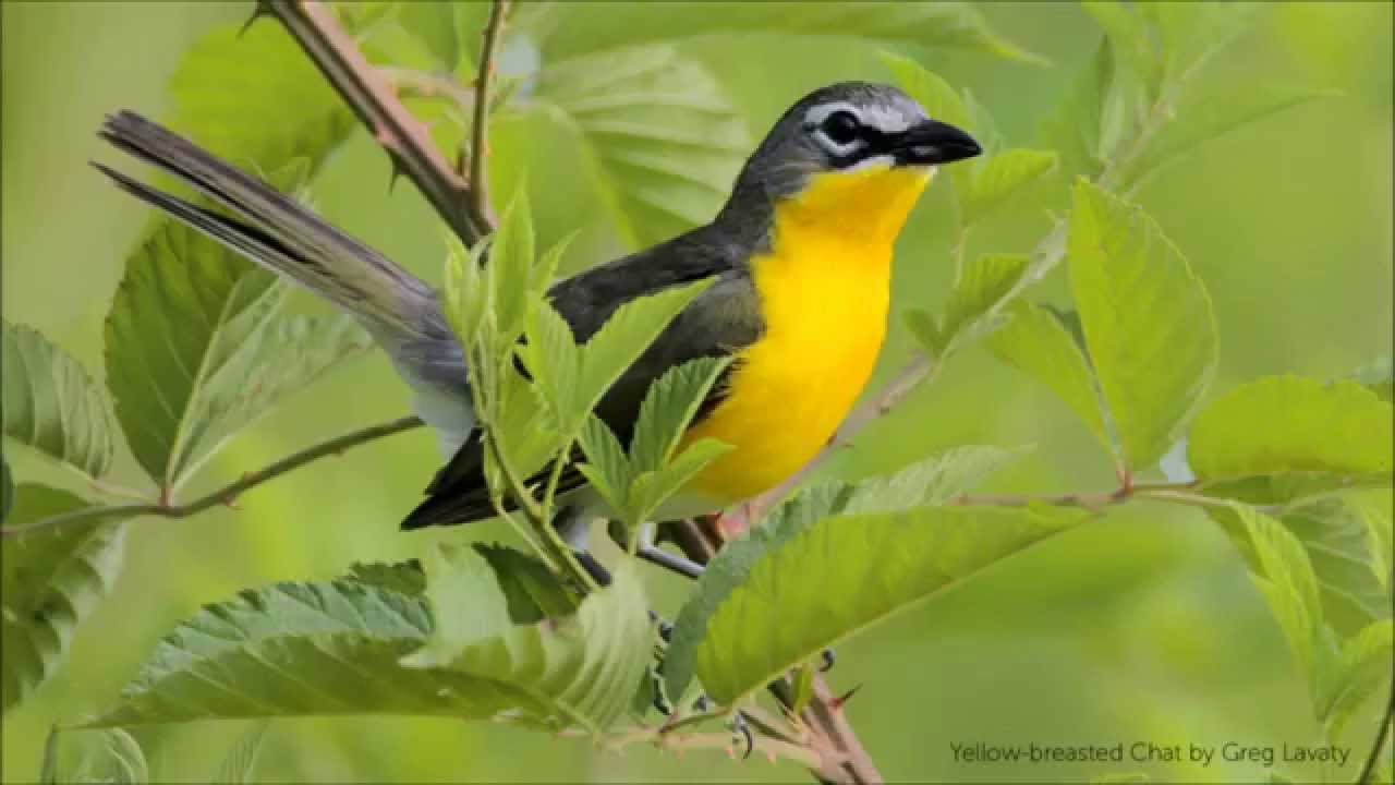 Yellow Breasted Chat Song