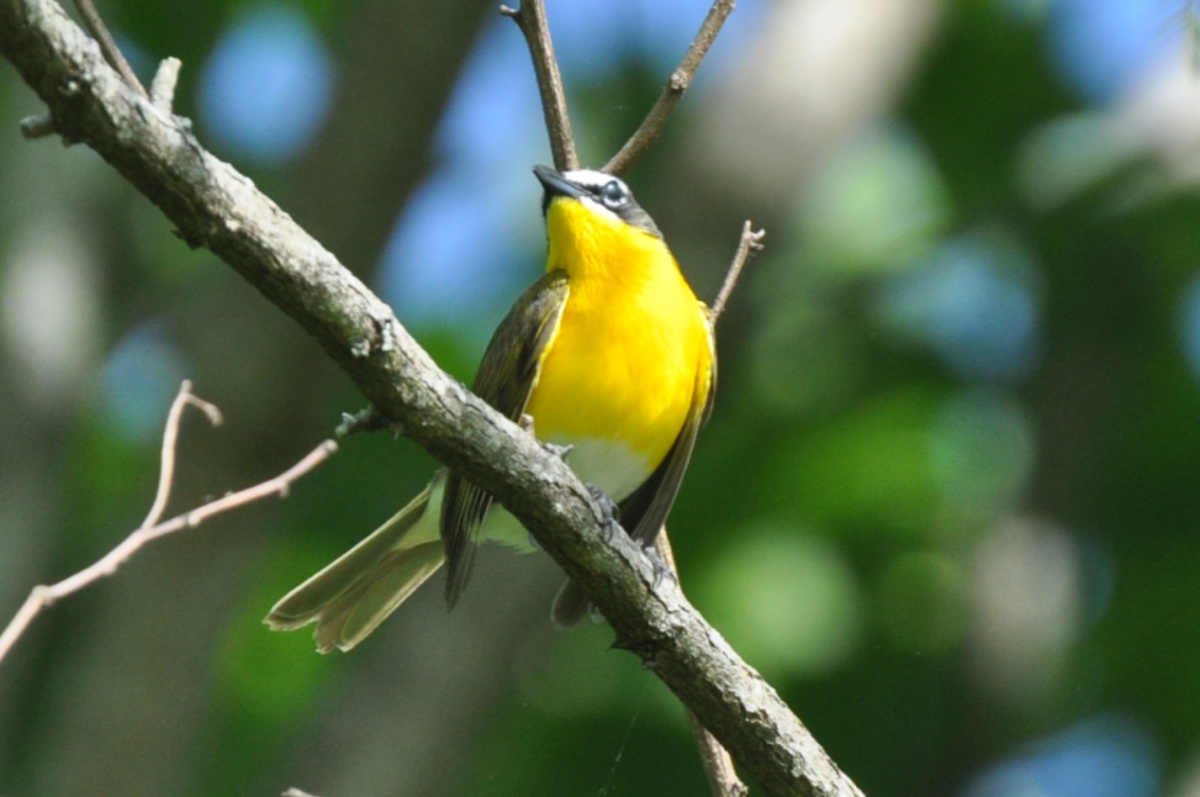 Yellow Breasted Chat Stands Apart From Other Warblers. Our Fine Feathered Friends