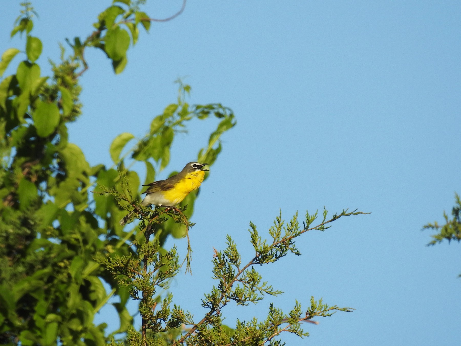 Yellow Breasted Chat
