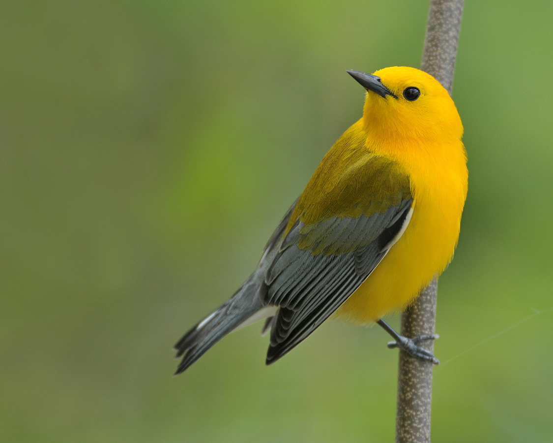 Be a Better Birder: Warbler Identification. Bird Academy • The Cornell Lab