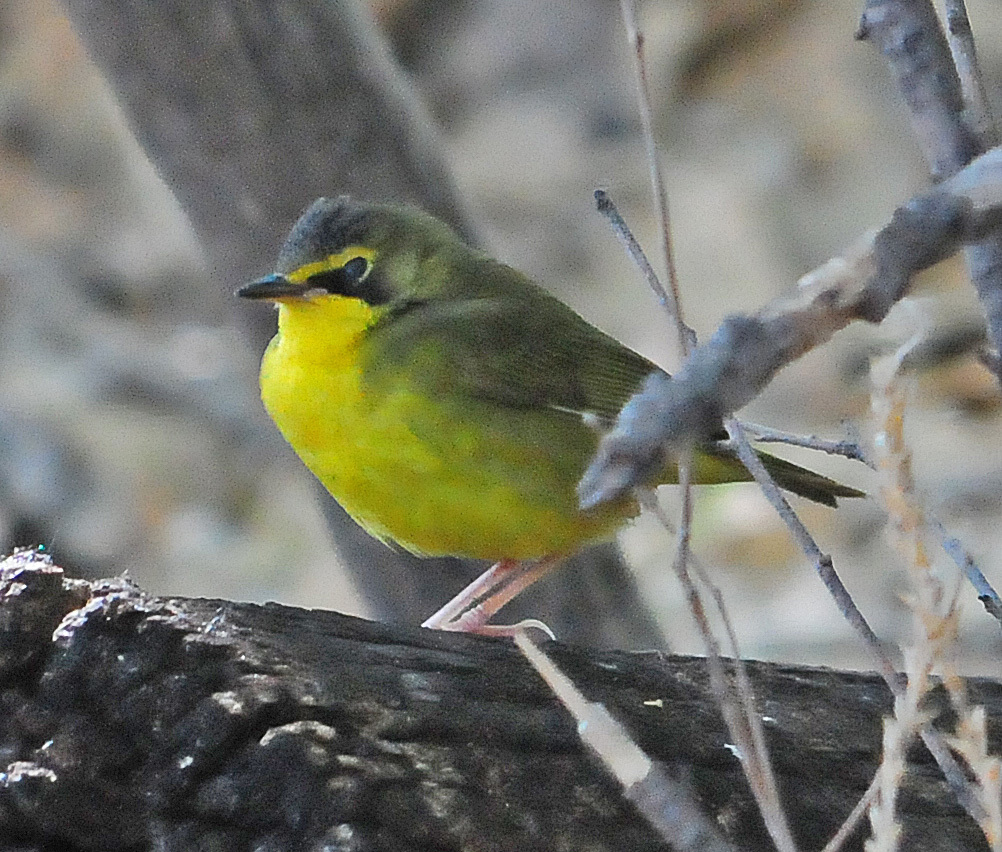 Kentucky Warbler (Birds of Overton Park&;s Old Forest, Memphis, TN) · iNaturalist