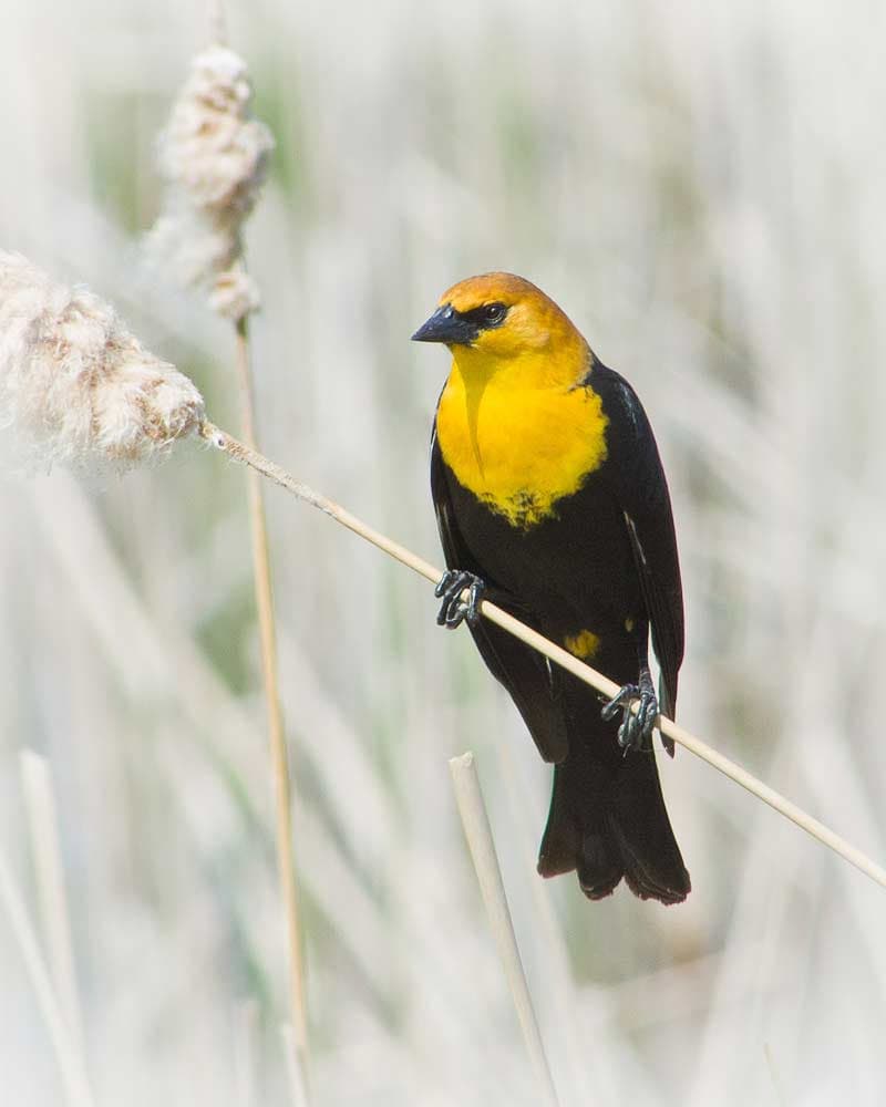 Yellow Headed Blackbird