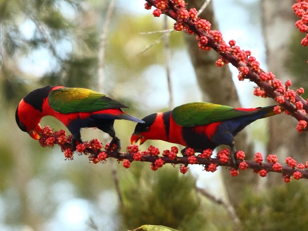 Black Capped Lory