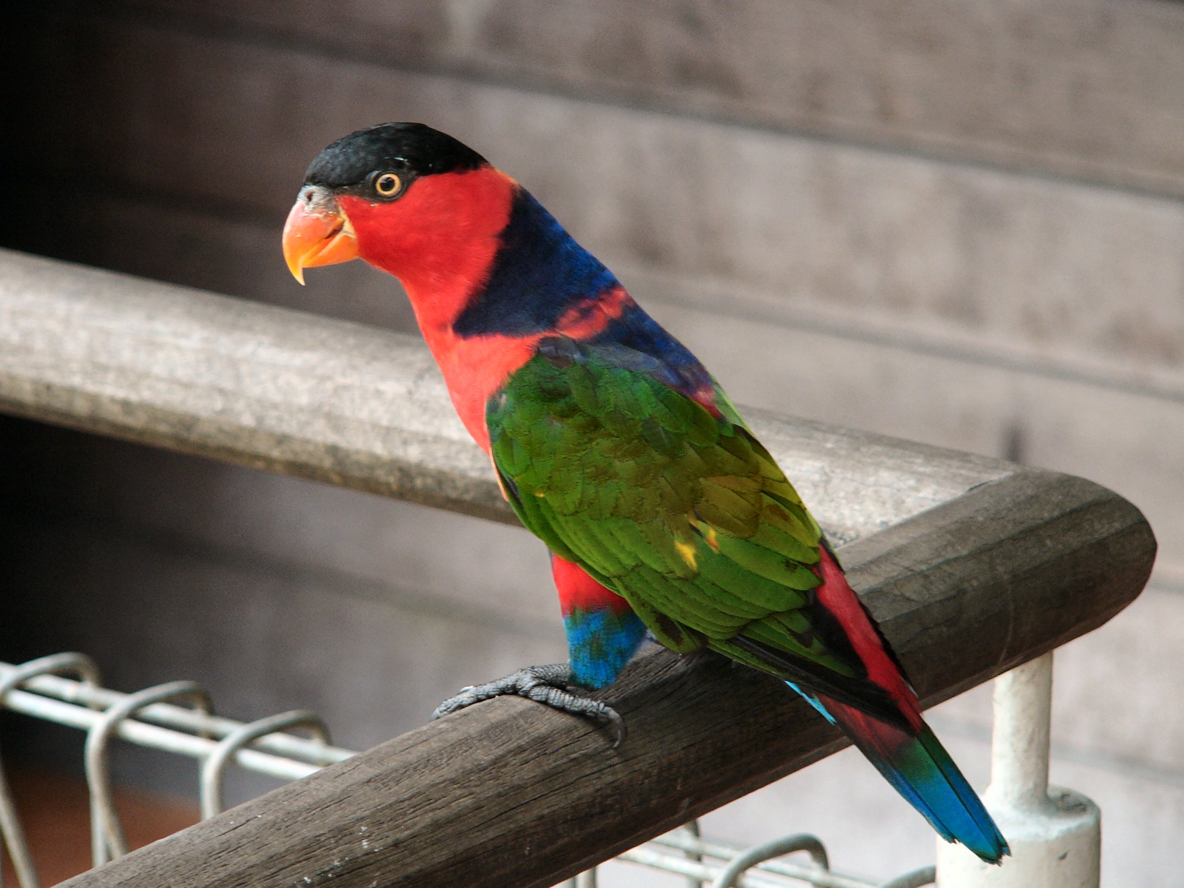 Wallpaper, 14, 2304x1728 px, bird, lory, parrot, tropical 2304x1728