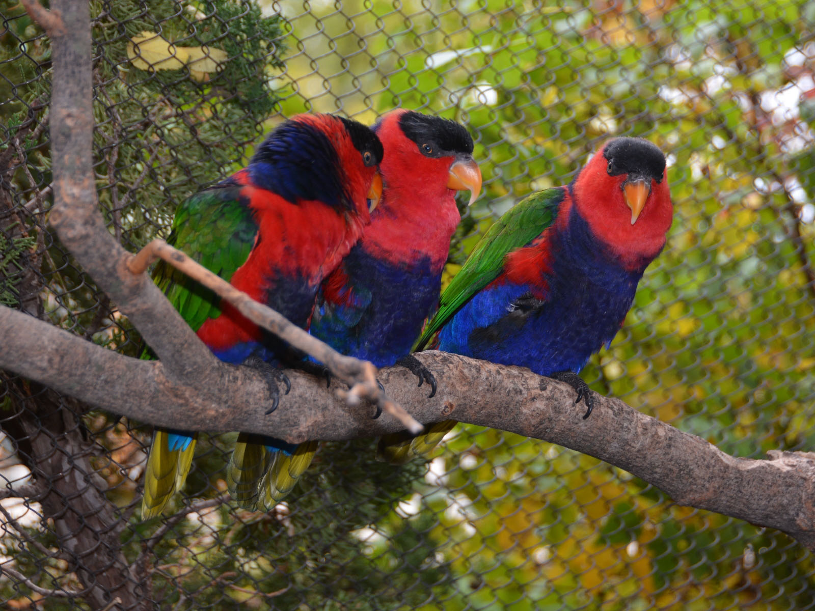 The Online Zoo Capped Lory