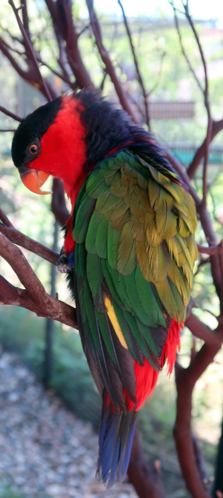 A Colorful Black Capped Lory Wild Animals