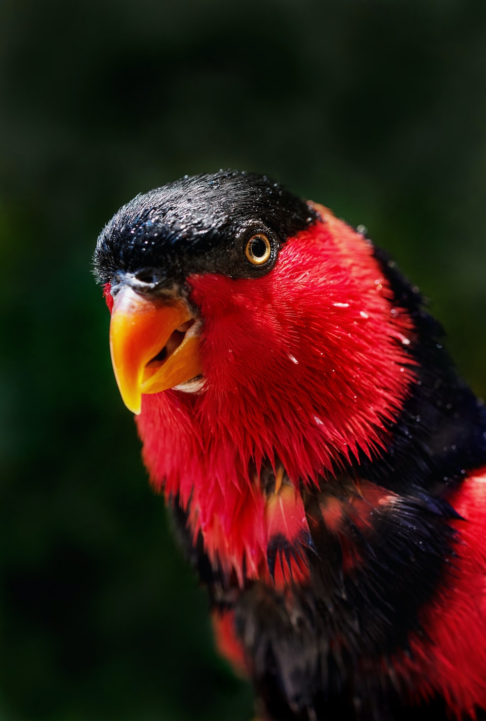 red and black bird photo
