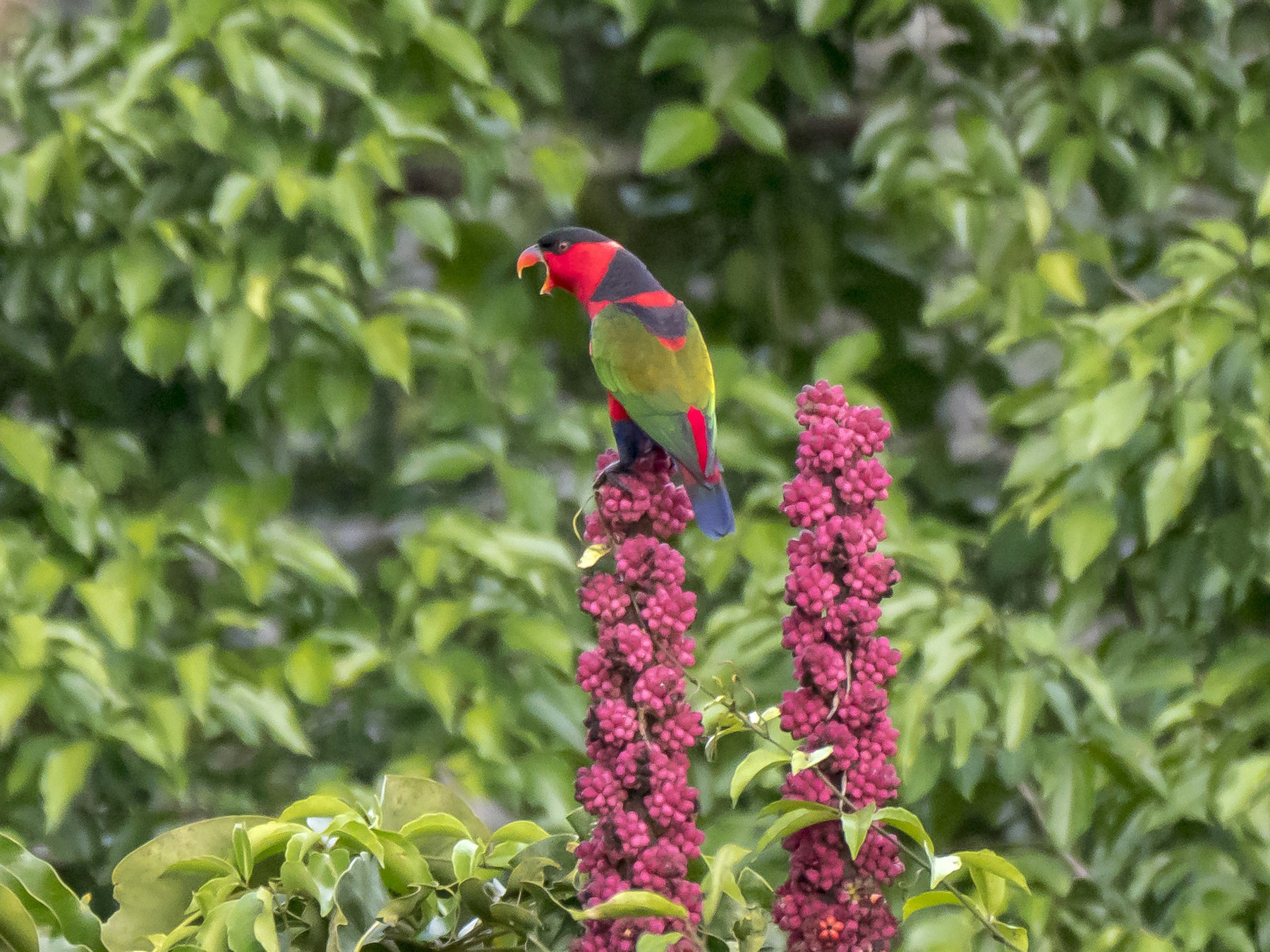 Black Capped Lory