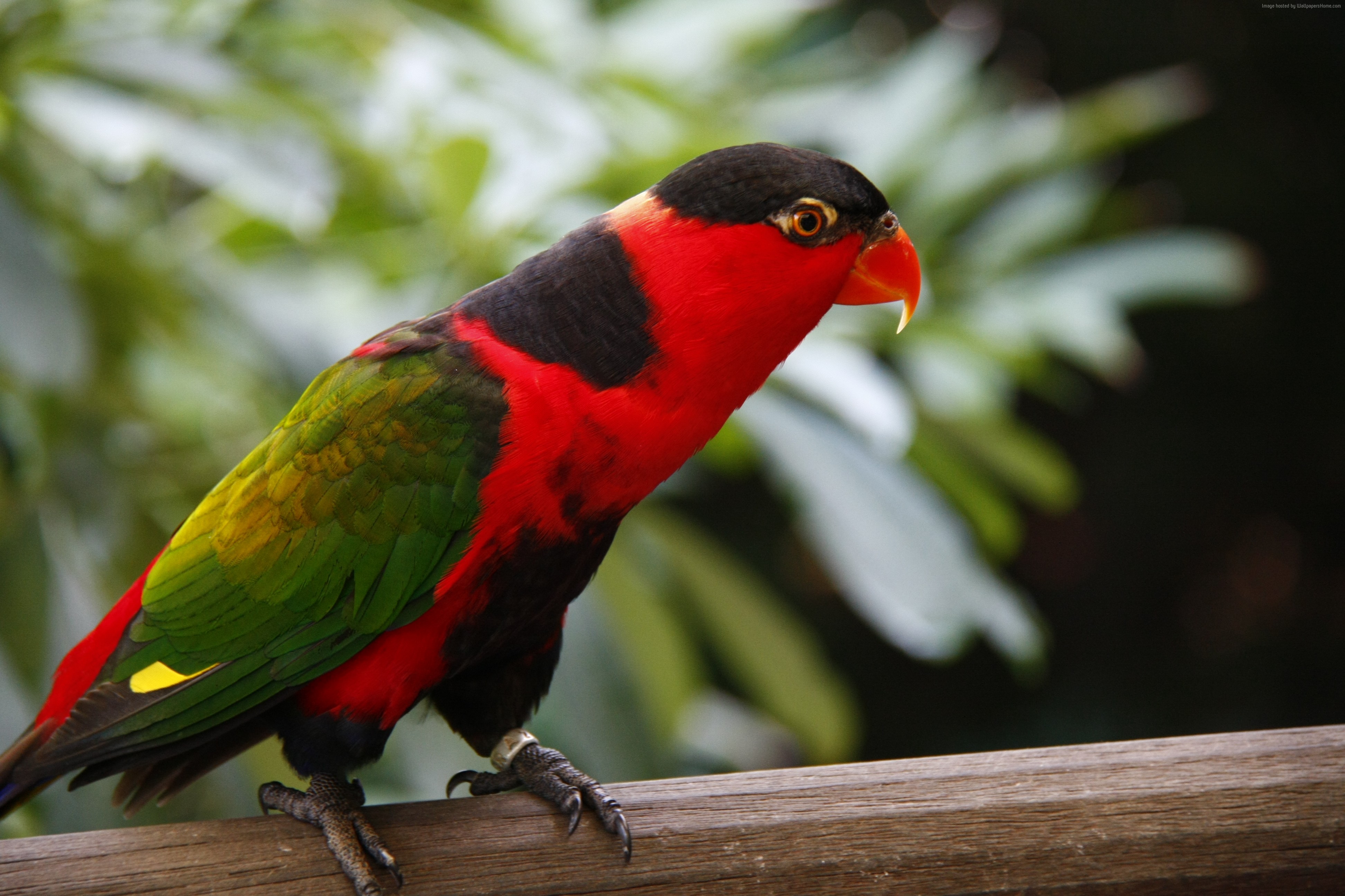 Parrot, Jurong Bird Park, red, nature, bird, animal, tourism, green Gallery HD Wallpaper