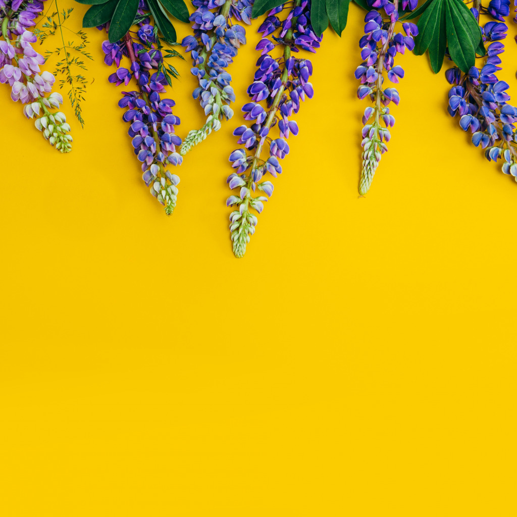 Download wallpaper flowers, yellow, background, yellow, flowers, purple, lupins, lupine, section flowers in resolution 1024x1024