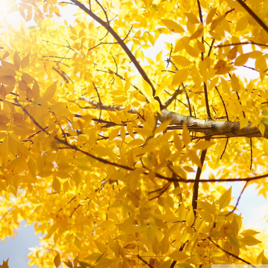 Yellow Ultra HD Desktop Background Wallpaper for: Widescreen & UltraWide Desktop & Laptop, Multi Display, Dual Monitor