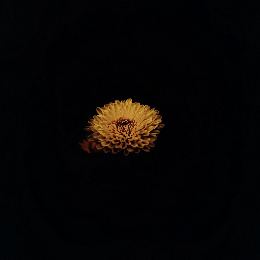 Flower Yellow Dark Wallpaper - [1024x1024]