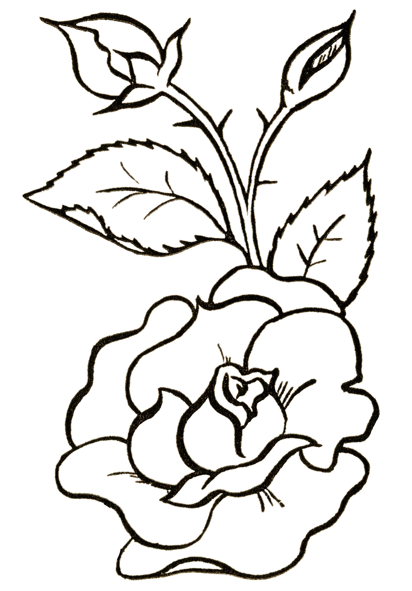 Flower Clipart Black and White! Graphics Fairy