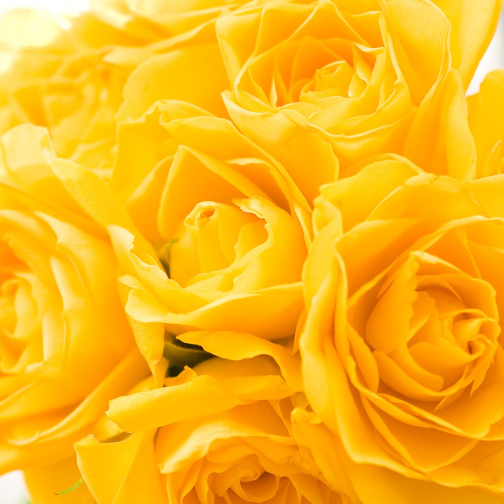 Free download Free Wallpaper for iPad Yellow Roses [1024x1024] for your Desktop, Mobile & Tablet. Explore The Yellow Wallpaper Download. The Yellow Wallpaper Analysis, The Yellow Wallpaper Quotes, The