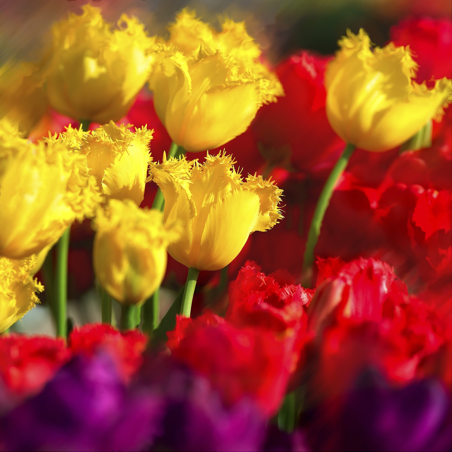 Crisp Kinds Of Bulb Plants Background for Mobile Crisp Kinds Of Bulb Plants Background for Mobile